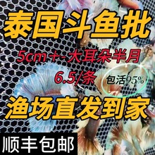 泰国批发进口斗鱼热带鱼观赏鱼狮王半月将军浅色系公母活体多品种