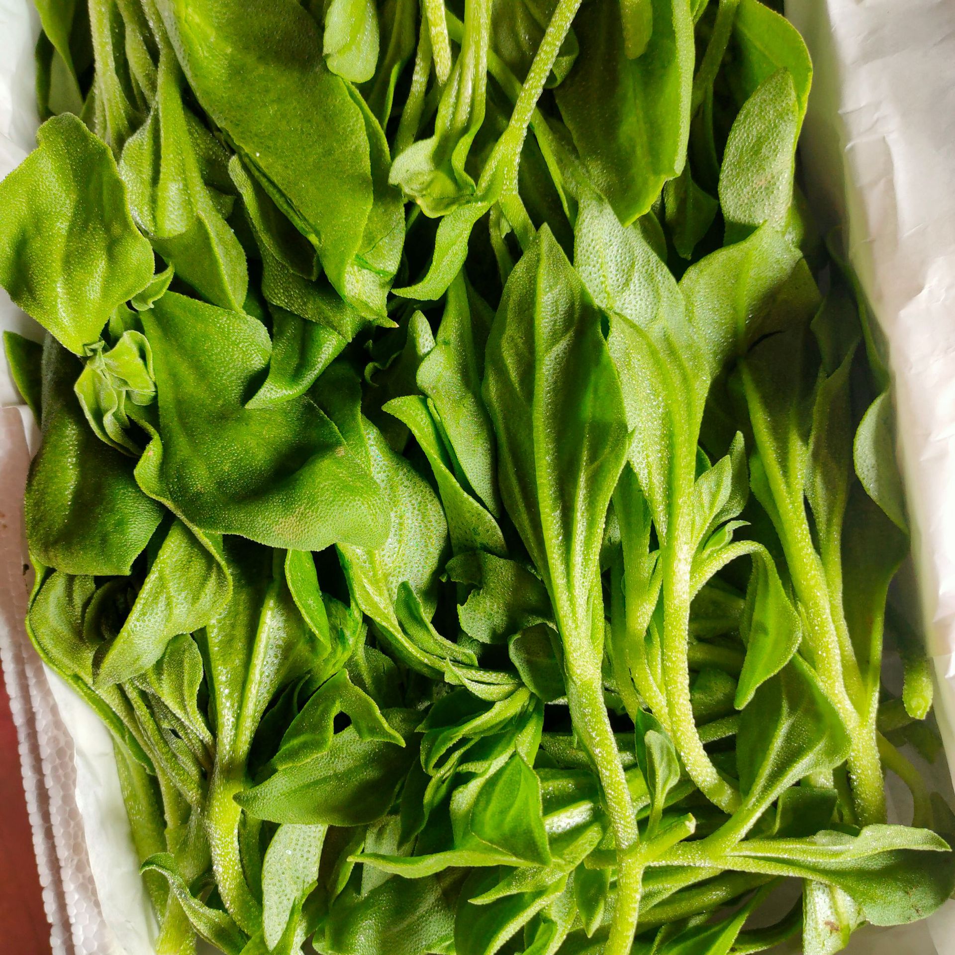 非洲冰草新鲜蔬菜冰菜凉拌沙拉火锅顺丰送沙拉酱3斤装