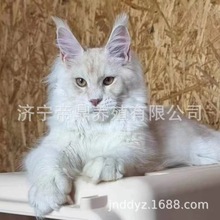 纯种缅因猫活体幼崽银虎烟灰缅因小猫俄罗斯缅因猫大型长毛缅因猫