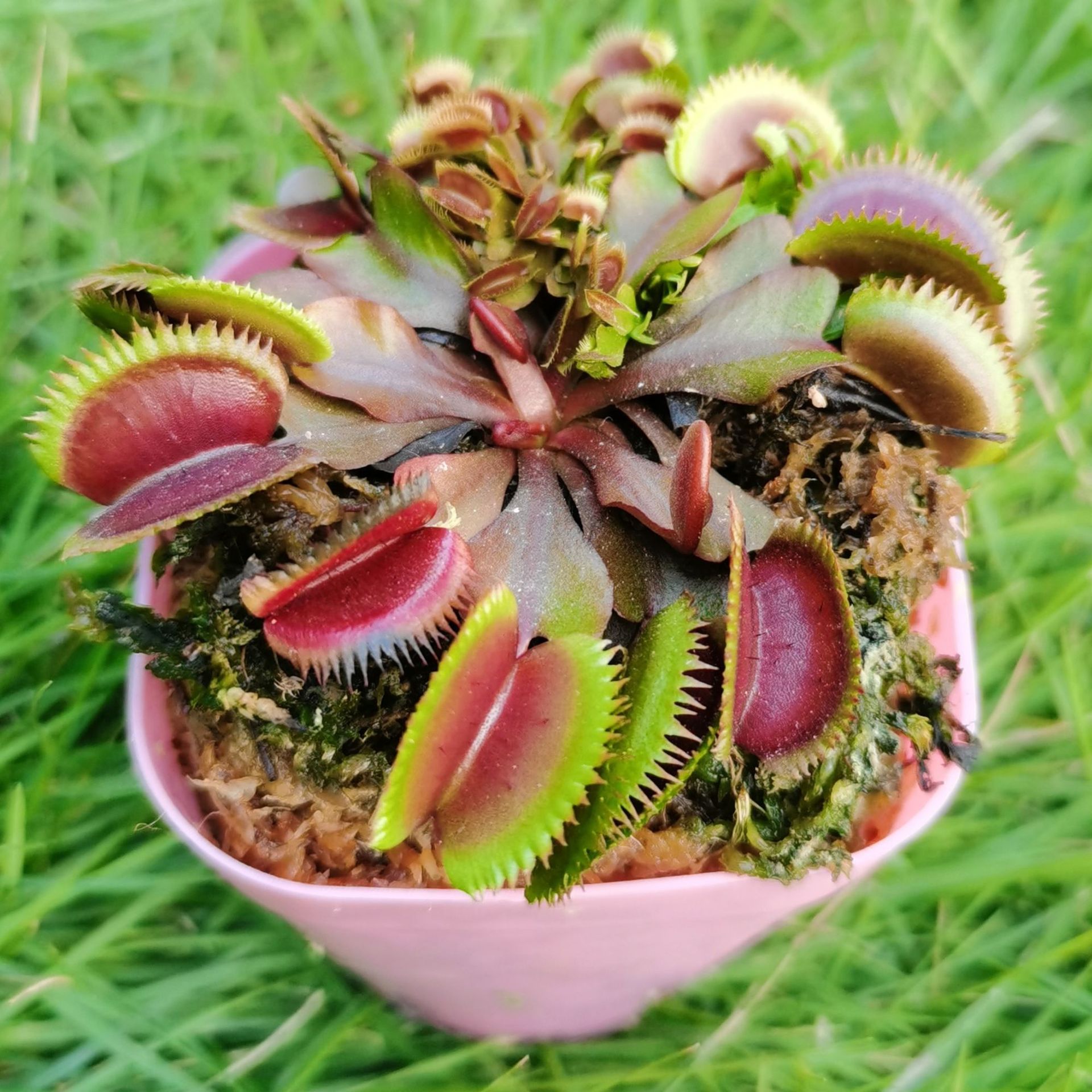 红色食人鱼捕蝇草红叶红夹m级食虫植物菲朗园艺盆栽源头基地批发