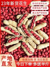 东北红皮花生2024年农家新鲜带壳生四粒红花生米自种晒干炒货原味
