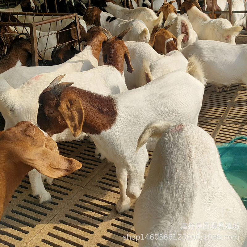 直销波尔山羊活体羊羔纯种活苗小羊养殖公羊母羊种羊
