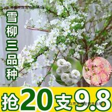 雪柳鲜枝重瓣干枝支喷雪花水培绿植物室内花卉盆栽水养遇水开鲜花