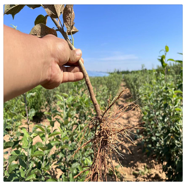 矮化苹果砧木 m9t337苹果砧木 早结果 苹果自根砧 密植种植模式根