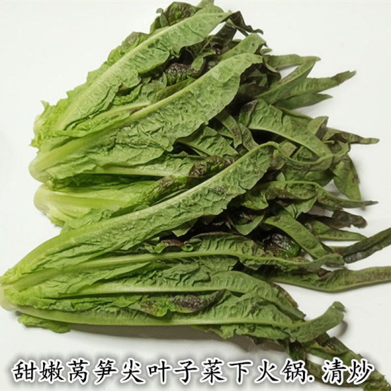湖南新鲜蔬菜甜嫩紫叶莴笋尖下火锅蔬菜露天种植青叶子菜小菜