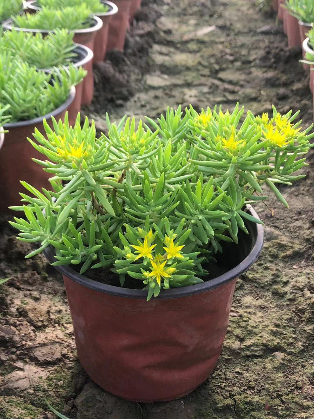 佛甲草图片(佛甲草图片大全)