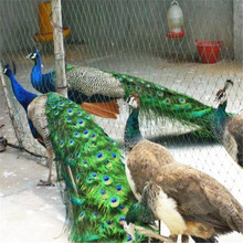 哪里有卖孔雀种蛋的 孔雀种苗现货孔雀标本现货孔雀养殖场