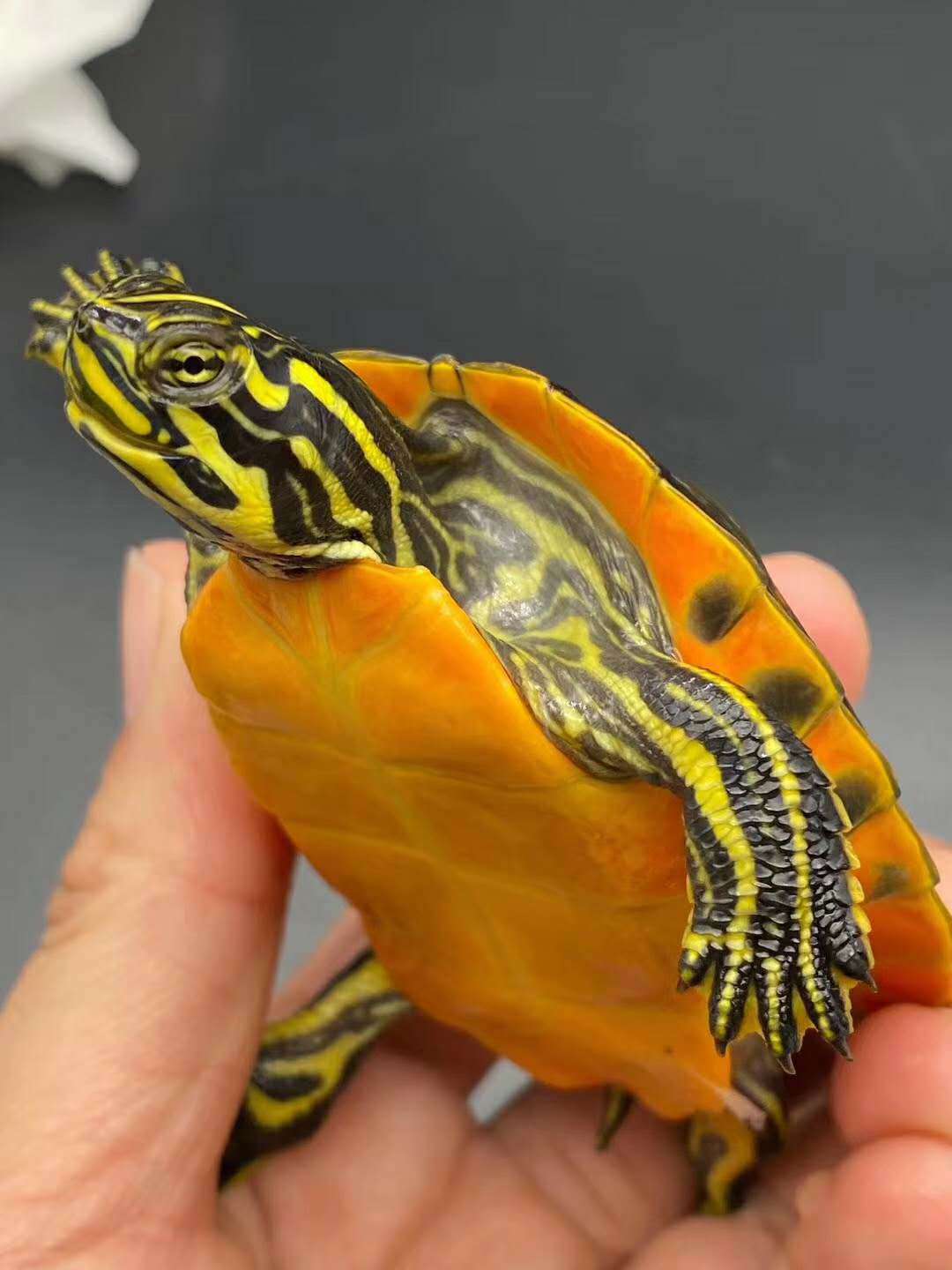 外塘火焰龟大宽纹红腹观赏小乌龟苗黄腹深水龟红黄纯底火焰龟批发