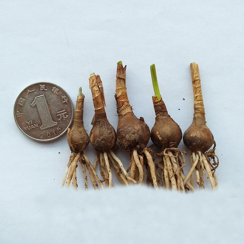 葱莲葱兰风雨兰种球韭菜兰绿植桌面盆栽四季花卉庭院花坛植物花