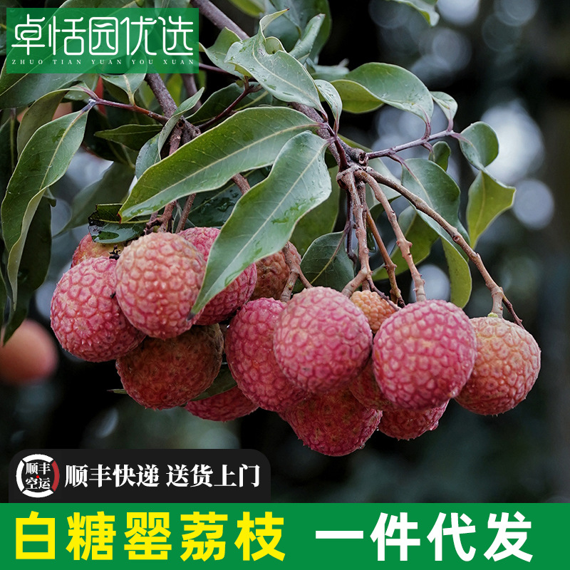 卓恬园 茂名高州白糖罂荔枝广东水果 当季新鲜现摘现发非妃子笑