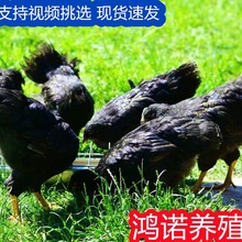 散养五黑鸡活苗绿壳蛋鸡青年五黑鸡脱温五黑鸡幼苗半大五黑鸡活体