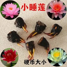 睡莲种根块花九品香莲种子莲花苗根水生水养水培植物小碗莲籽塘泥