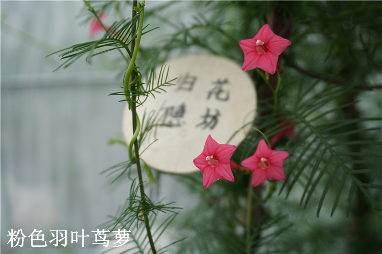 爬藤五角星花种子 鸟罗种子 羽叶茑萝 圆叶茑萝 鱼花茑萝爬藤植物