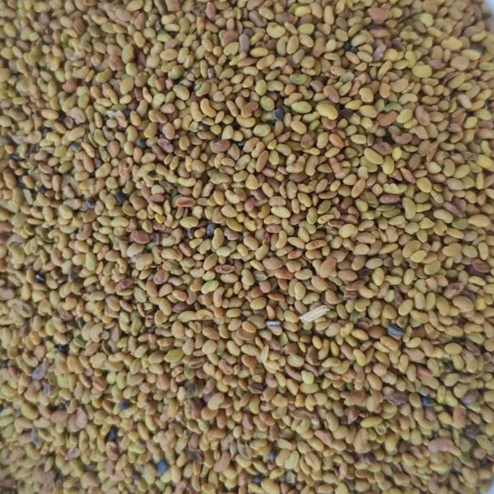 苜蓿芽苗菜种子 特色阳台蔬菜栽培芽苗菜种子种植批发