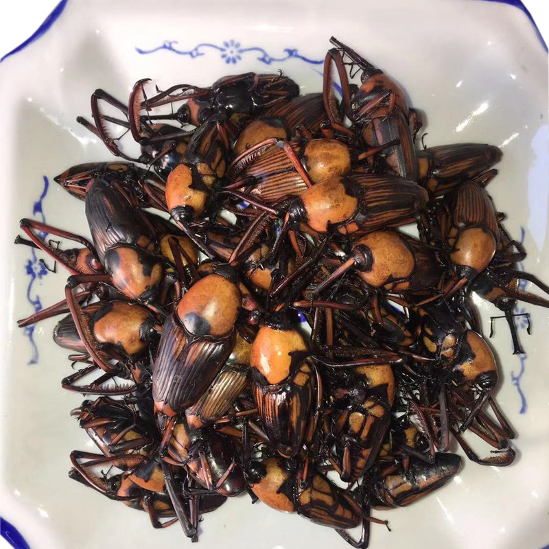 鲜活速冻竹笋象虫笋苞竹虫食用昆虫象竹鼻虫美味长鼻子虫烧烤食材