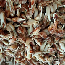 整箱10斤包邮冷冻海瓜子熟冻即食海螺丝 海锥无沙 麻辣捞汁食材小