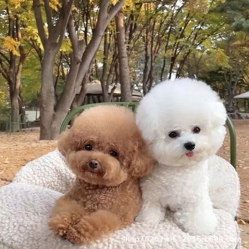 批发纯种贵宾犬泰迪犬宠物犬幼犬活体狗狗小狗泰迪狗泰迪熊宠物犬