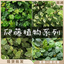 网红迷你小叶掌叶霹雳 可攀爬藤本植物 雨林水陆造景假山附生绿植