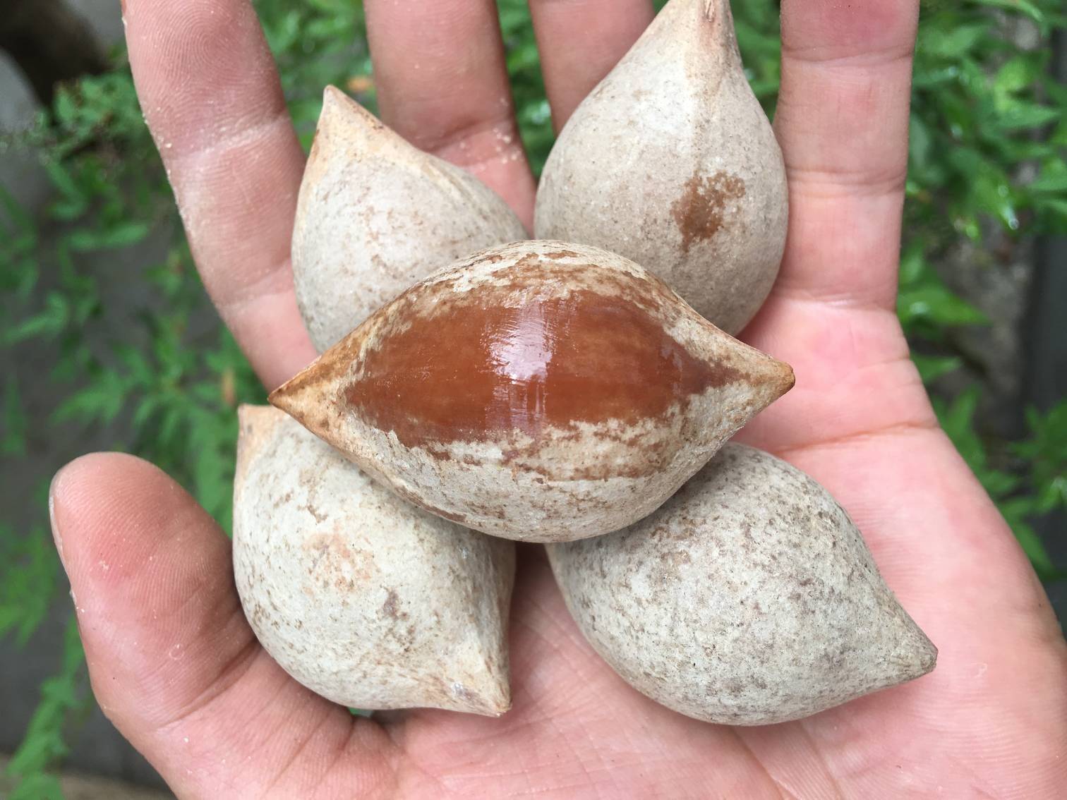 橄榄核原籽精挑进口大颗原料核雕刻单籽手串红核素核(5颗价格)