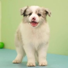 边牧犬边境牧羊犬幼犬活体黑白陨石色边境牧羊犬中型边牧活体宠物