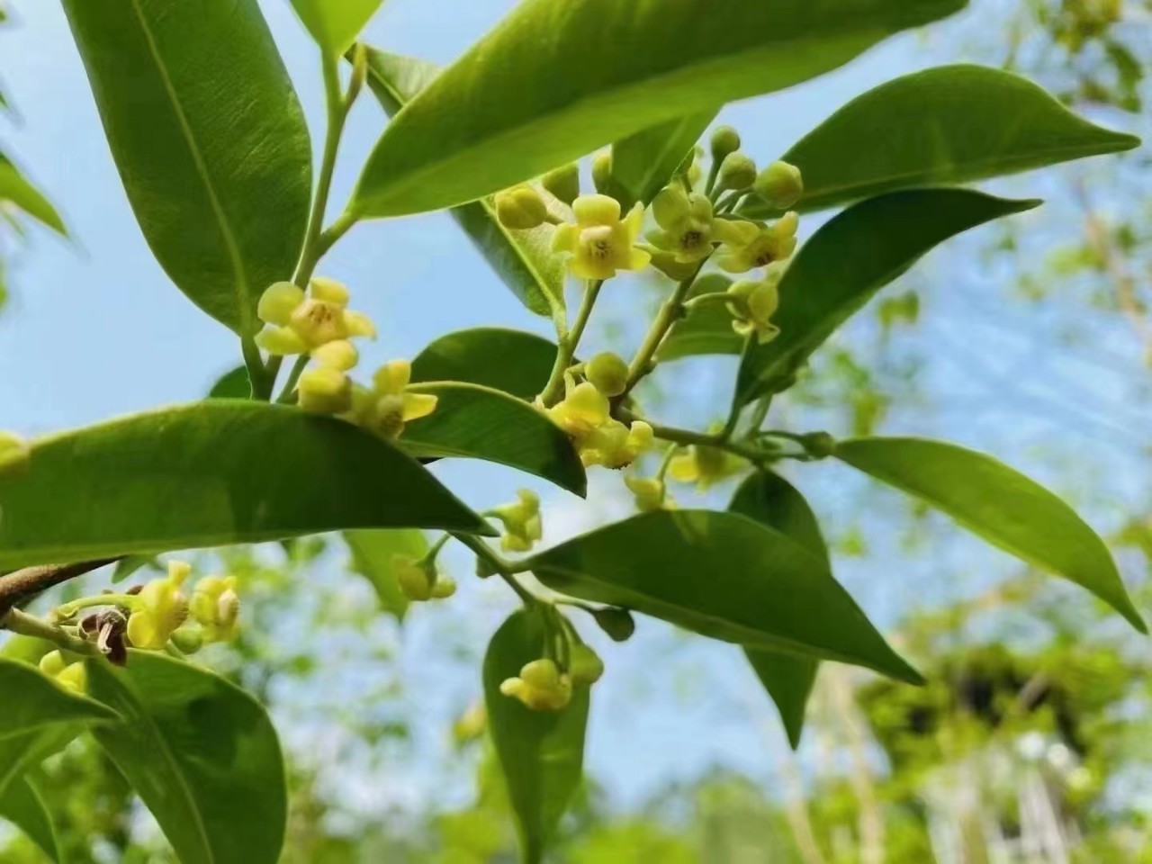 【土沉香香】-土沉香香厂家,品牌,图片,热帖-阿里巴巴