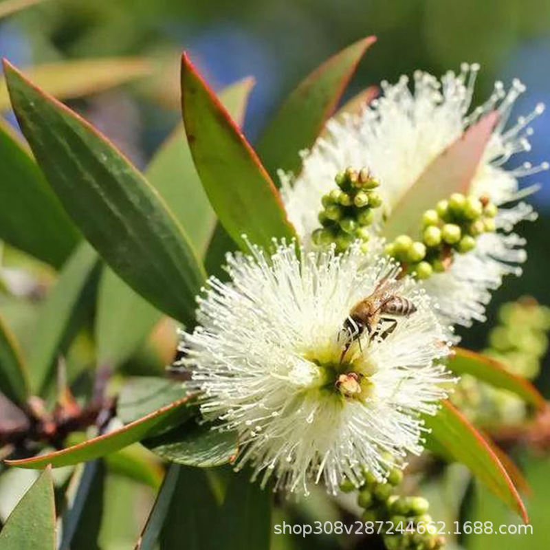 阿甘树绿花白千层精油 niaouli单方精油melaleuca quinquenervia