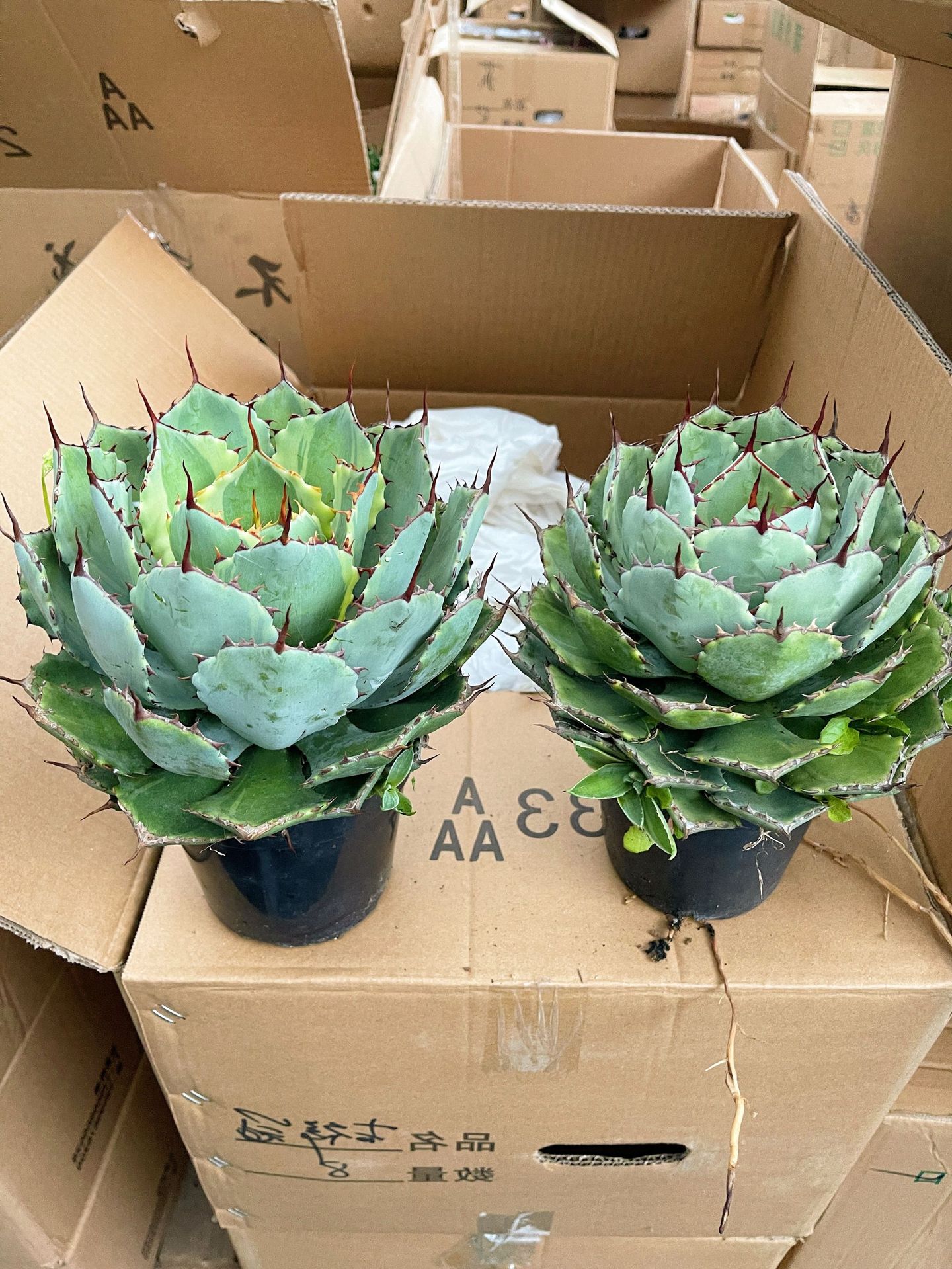 【基地直销】吉祥冠锦 室内外阳台多肉植物 庭院花木绿植小盆栽