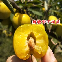 一件代发李子树果苗特大蜂糖脱骨脆红心李恐龙蛋南北方种植嫁接西