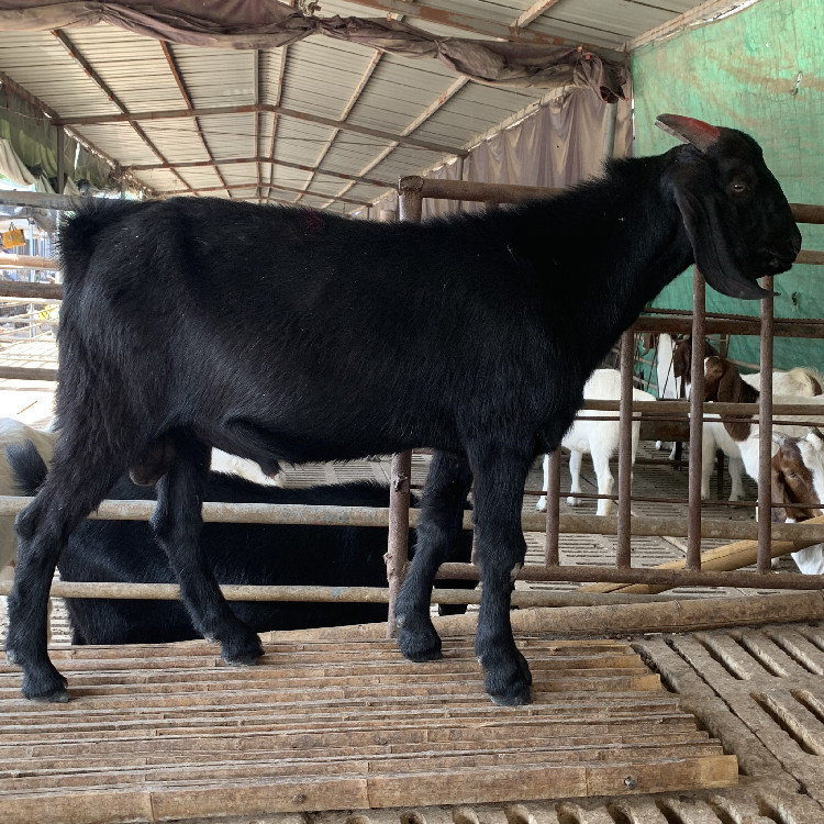 0成交0只肉羊羔批发杜泊绵羊头胎母羊 肉羊市场萨福克羊和杜泊绵
