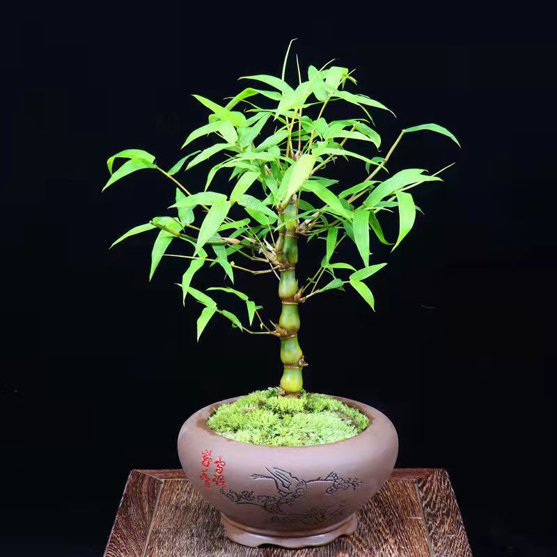 佛肚竹罗汉竹-佛肚竹罗汉竹厂家,品牌,图片,热帖-阿里巴巴