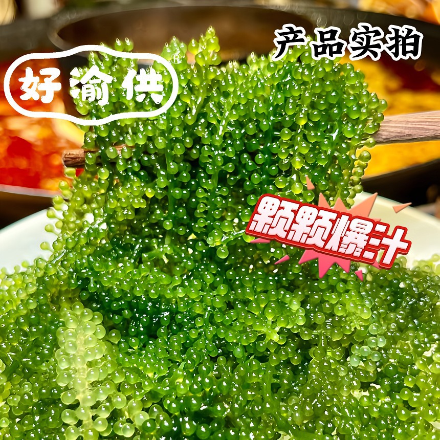 新鲜海葡萄盐渍海带海洋蔬菜植物鱼子酱凉拌海藻菜火锅食材商用