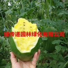 绿皮黄瓤西瓜种子越秀西瓜籽黄肉高产耐裂礼品瓜春季夏季水果种孑