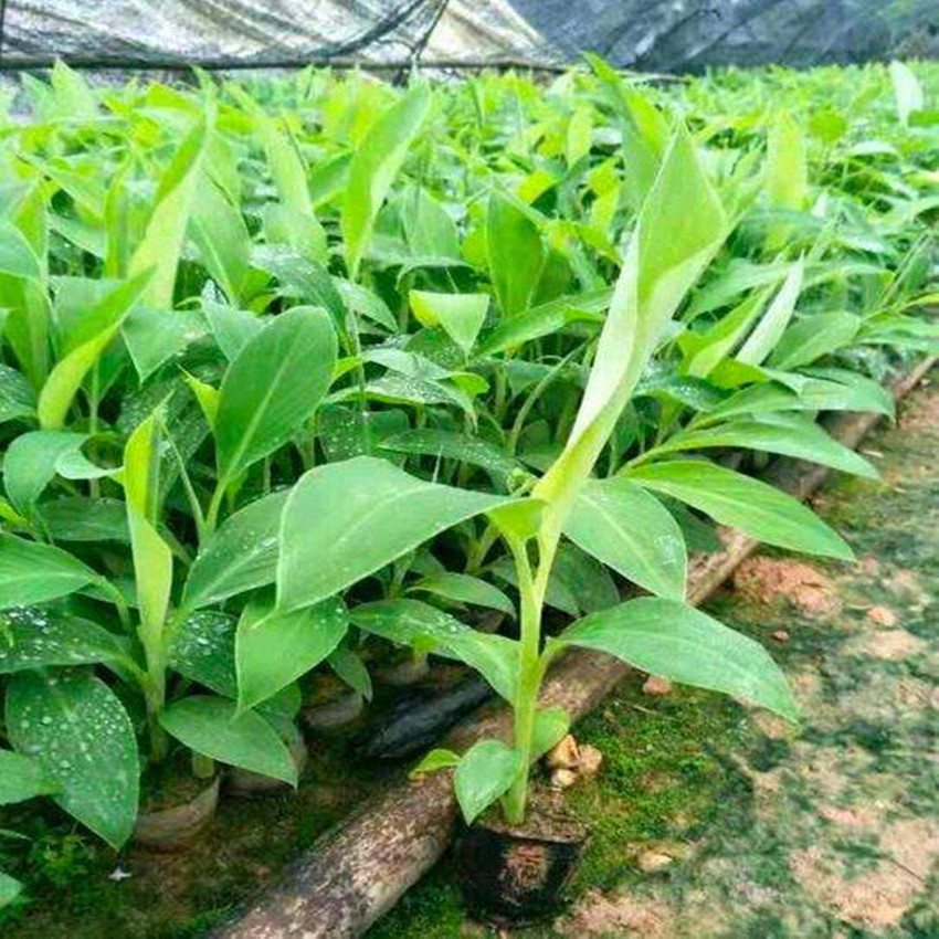 基地批发新品种红皮香蕉树苗 别墅庭院红香蕉苗