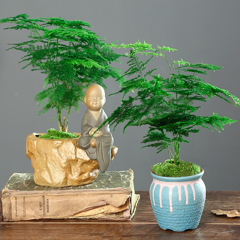 文竹盆栽植物室内净化空气办公室绿植花卉盆栽盆景四季常青小盆栽
