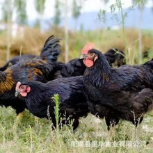 高产黑羽  绿壳蛋鸡 黑鸡  脱温苗成年供应 常年孵化  星华禽业