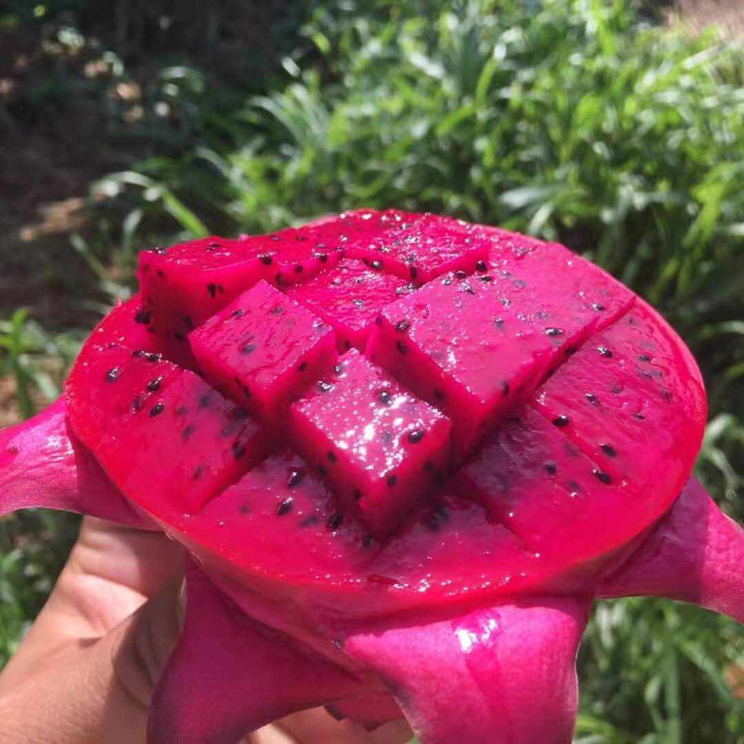 火龙果水果台湾