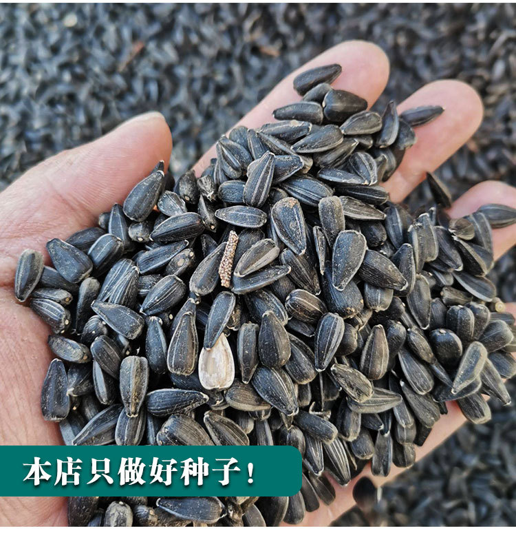 矮大头油葵种子向日葵种子油太祖向日葵矮杆大盘葵花籽榨油葵花籽