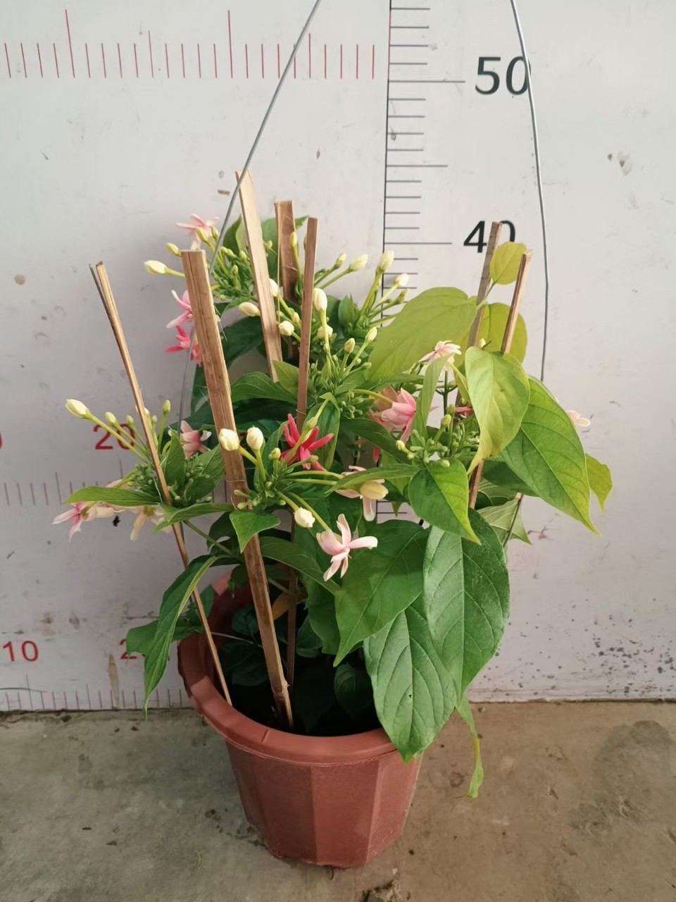 重瓣水君子基地直销 爬藤植物楼顶阳台庭院观花花卉