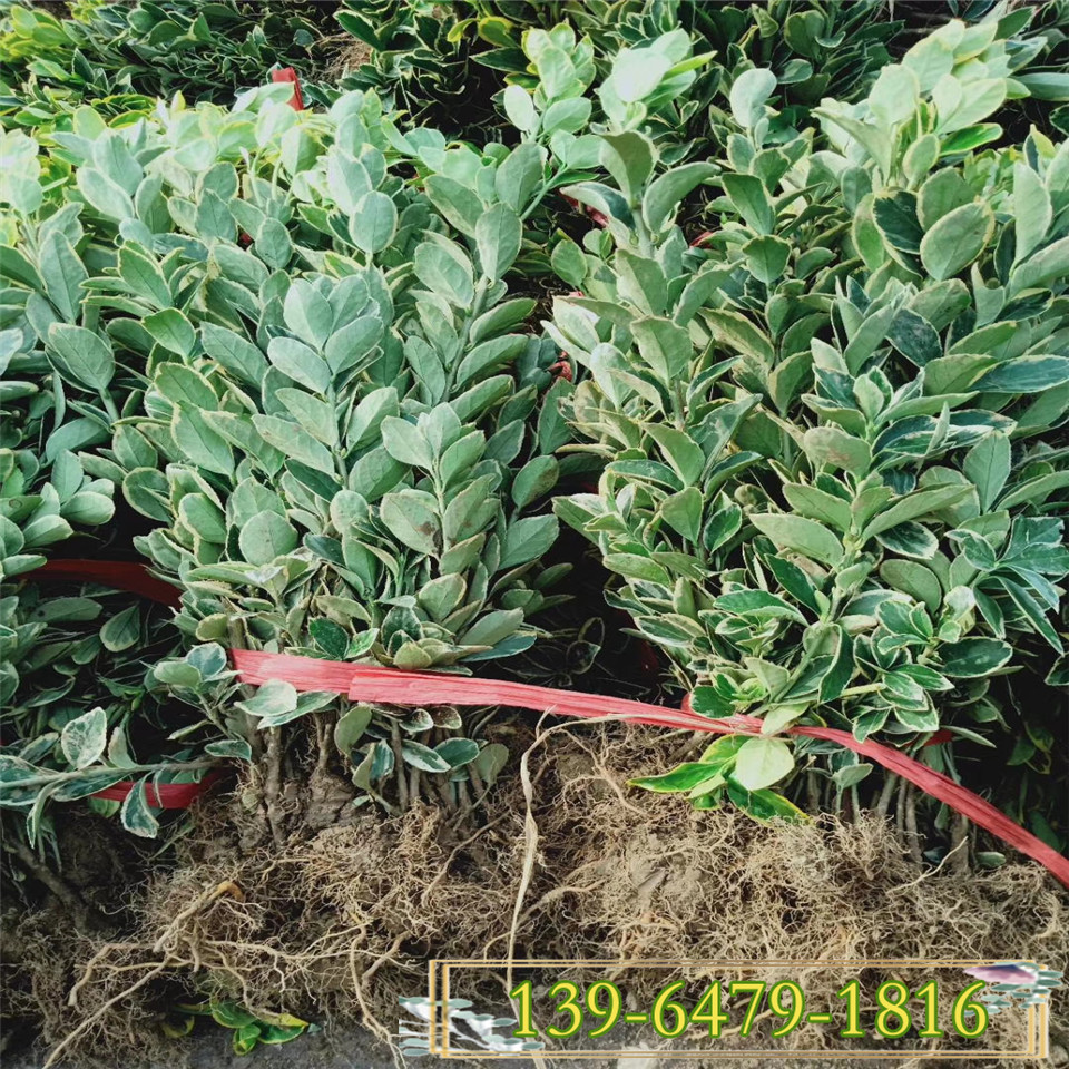 35公分金边黄杨地栽苗产地 2-3分枝金边黄杨黑杯苗