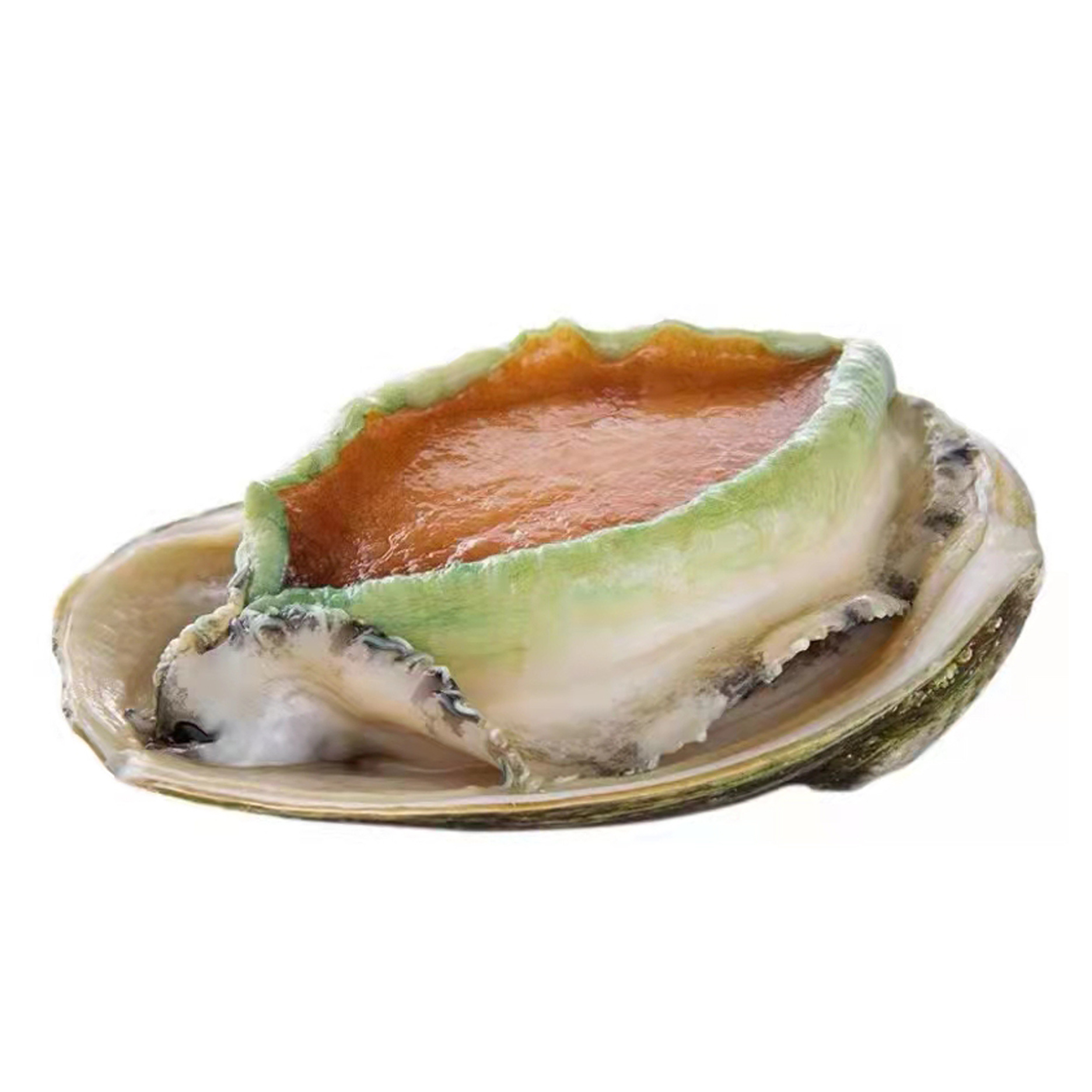 冷冻鲍鱼"澳洲青边鲍"生冻大鲍鱼 刺身即食 摆盘 日料 价格按斤