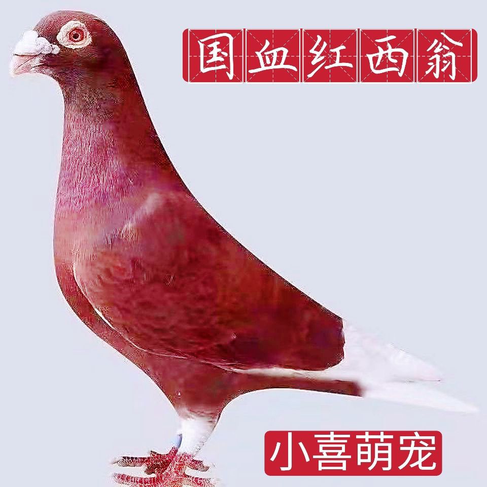 【国血红西翁】血统信鸽赛鸽家飞鸽红色西翁活物公母一对种鸽