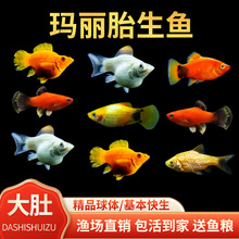 胎生鱼玛丽鱼皮球鱼好养耐活观赏鱼活体易繁殖小型热带鱼米奇熙秀