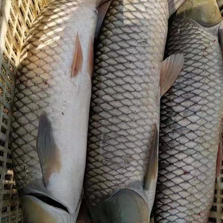 下单即农民自养草鱼淡水鱼草猛子草根皖鱼活鱼现捕称重量现-阿里巴巴