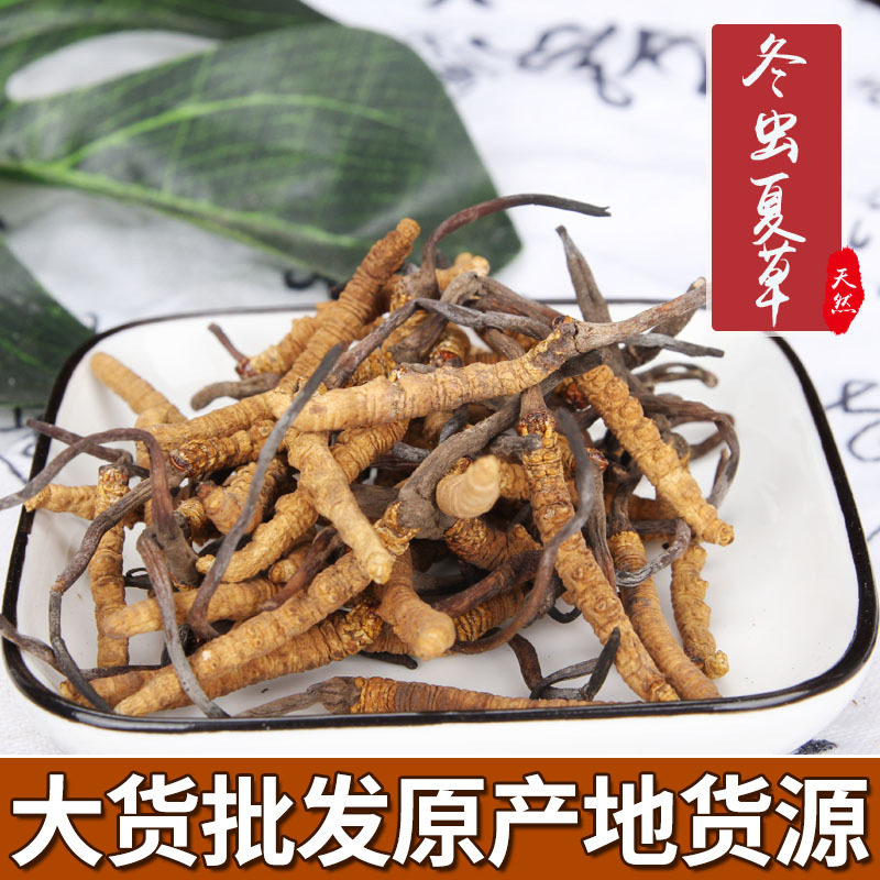 新货批发 精选那曲冬虫夏草精选5条/克足干虫草满10克送礼盒