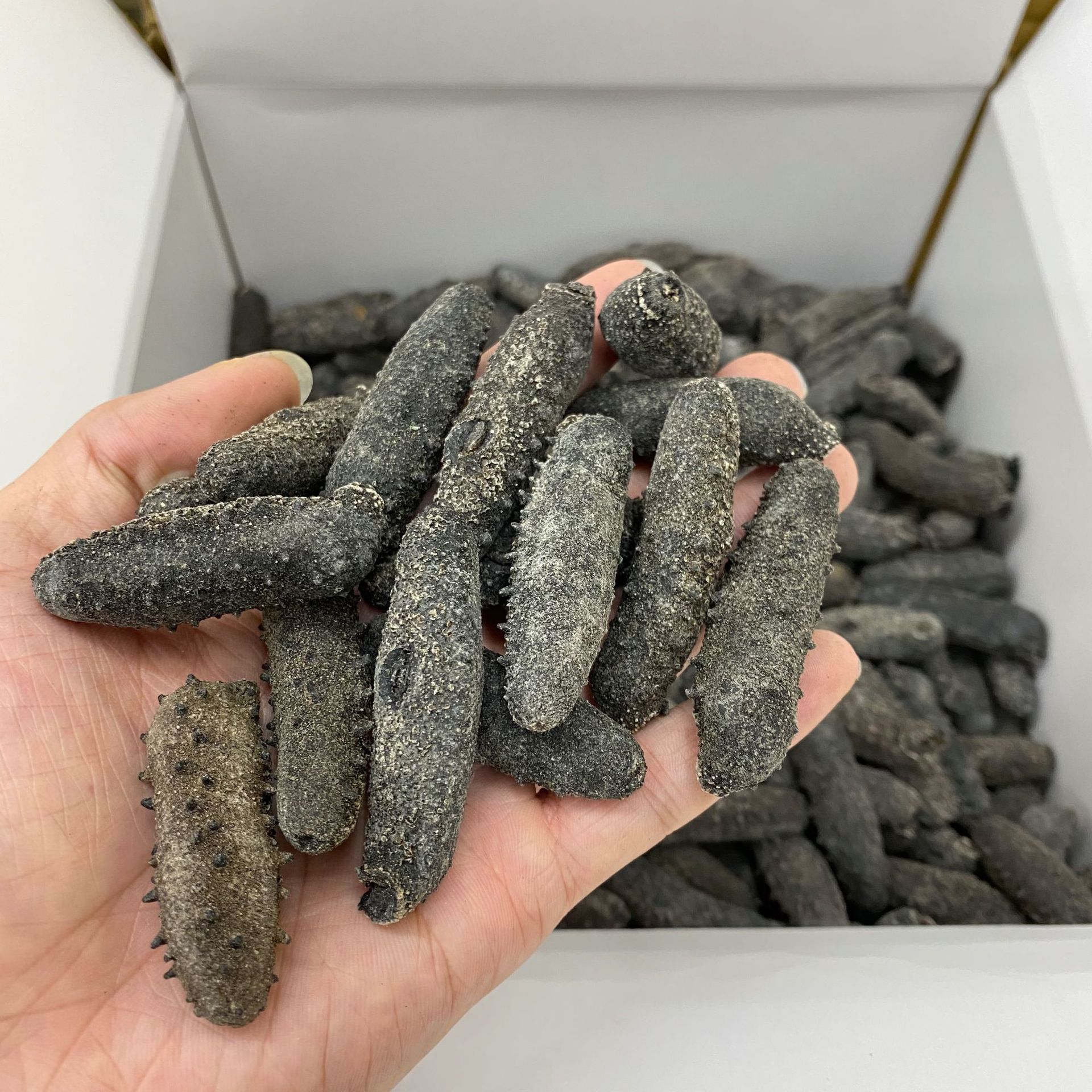 关西参 天然野生淡干海参 关西参北海道关西刺参黑刺参 辽参