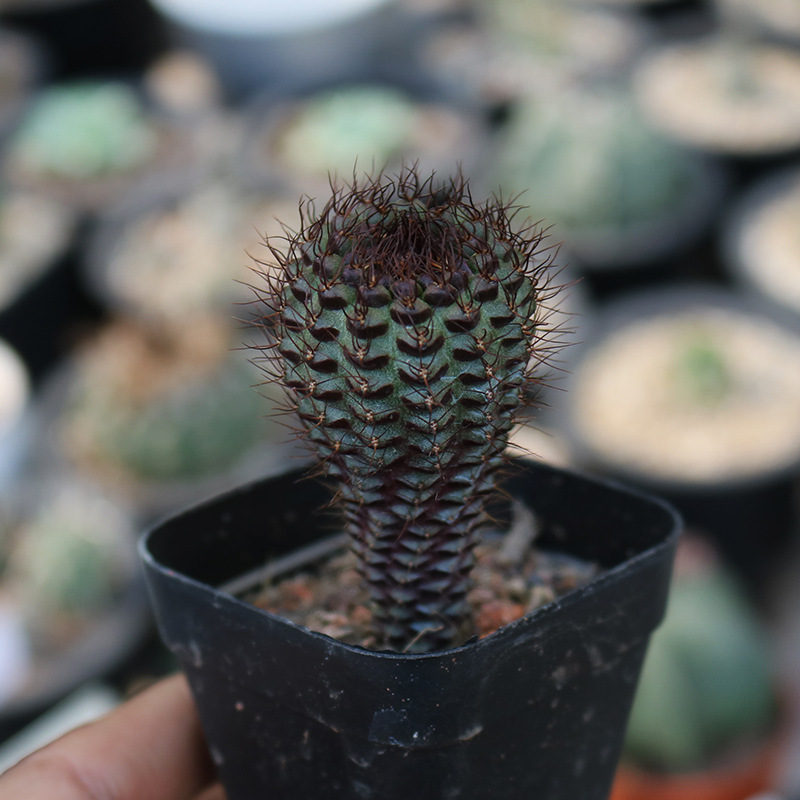 蜈蚣丸 4-6cm实生仙人球士童属多肉植物盆栽室内仙人掌科桌面