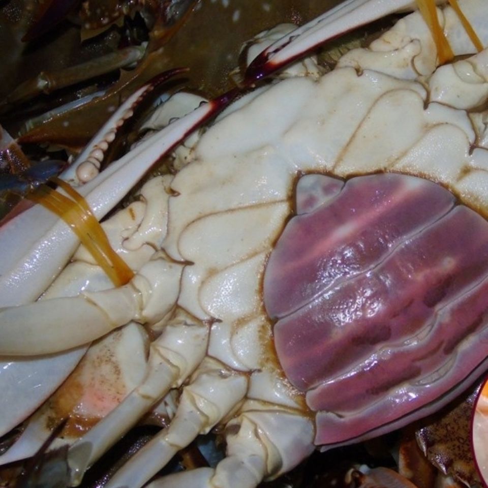 野生红膏梭子蟹黄蟹肉蟹酱开瓶即食蟹类制品蟹黄梭子蟹黄蟹膏母蟹黄