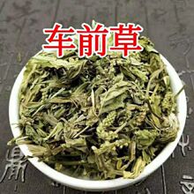 车前草500克新货车前草干货袋泡茶新鲜泡水喝车前草茶