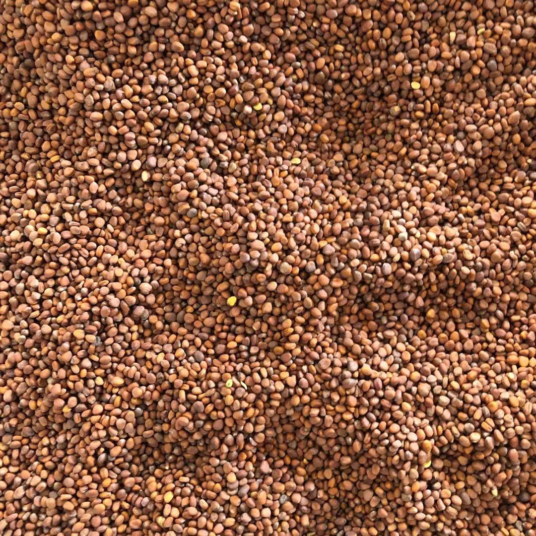 莱菔子中药材批发莱菔子 甘肃萝卜子 莱菔子大货供应量大价优