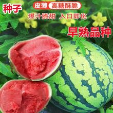 【冰糖麒麟西瓜种子】早熟高产脆甜薄皮西瓜种子四季大田播种水果